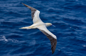 Seabird Masked, Blue-faced Booby (Sula dactylatra) flying over the blue ocean. Seabird is hunting for flying fish jumping out of the water.