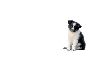 Studio shot of an Australian Shepherd puppy with white space