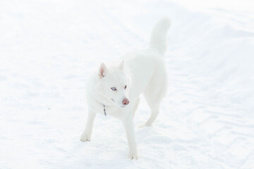 Obraz na płótnie Canvas husky on a walk on a cold winter day
