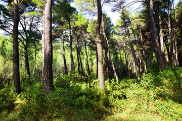 The mediterranean evergreen hard-leaved forest