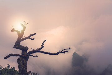 Barren tree growing on a cliff of Tianmen mountain at dusk