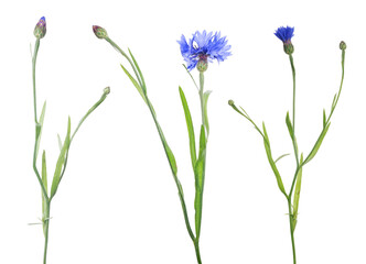 three blue cornflowers on white