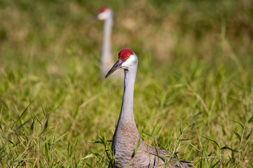 Sand Hill Crane in the Tall Grass of the shore line, Lake Kissimmee, Florida 