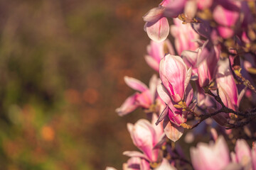 Closeup of beautiful magnolia flowers