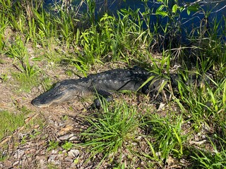 Alligator Laying On Water's Edge In Sun