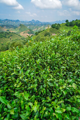 Fototapeta na wymiar Beautiful shot of a tea plantation on a sunny day