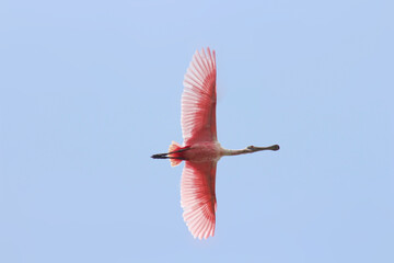 Ave de color rosado en vuelo