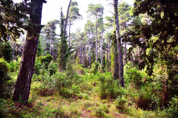 The mediterranean evergreen hard-leaved forest