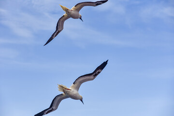 Seabird Masked, Blue-faced Booby (Sula dactylatra) flying over the blue ocean. Seabird is hunting for flying fish jumping out of the water.