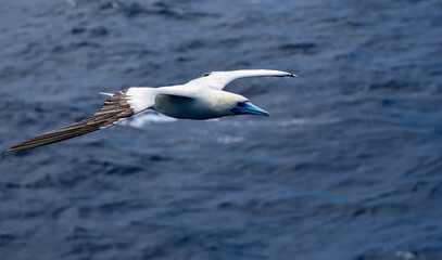 Seabird Masked, Blue-faced Booby (Sula dactylatra) flying over the blue ocean. Seabird is hunting for flying fish jumping out of the water.