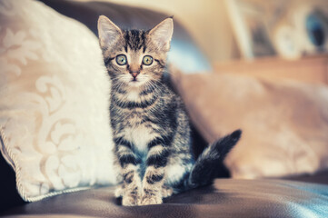 Tabby kitten sitting on bed
