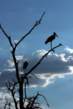 Marabou Stork (Leptoptilos crumenifer) perched on a dead tree, Mopani base camp, Kruger National Park
