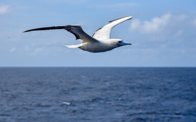 Seabird Masked, Blue-faced Booby (Sula dactylatra) flying over the blue ocean. Seabird is hunting for flying fish jumping out of the water.