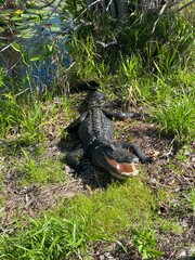 Alligator On Bank With Mouth and Eyes