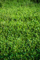 Tea bushes on a tea plantation  on a sunny day