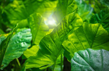 Closeup shot of a giant green tropical plant