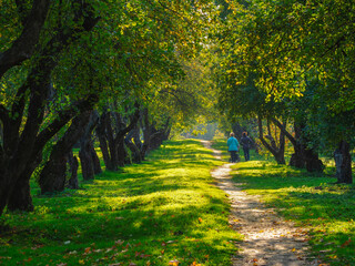 An old apple orchard, trees in a row on a green lawn. People walk along the path between the trees.