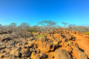 Windblown trees and shorelines of North Seymour in the Galapagos