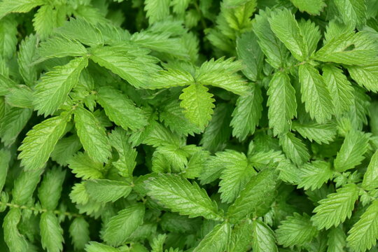G&auml;nsefingerkraut - Heilkraut - Potentilla anserina