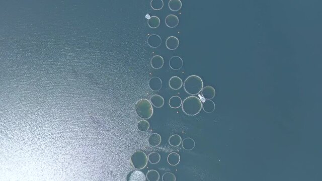 Fish farm in the water. Top view from drone of the fish farm
