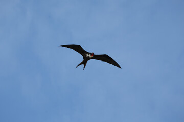 Obraz premium Magnificent Frigate Bird Soaring through the skies of the Galapagos