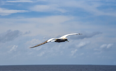 Seabird Masked, Blue-faced Booby (Sula dactylatra) flying over the blue ocean. Seabird is hunting for flying fish jumping out of the water.