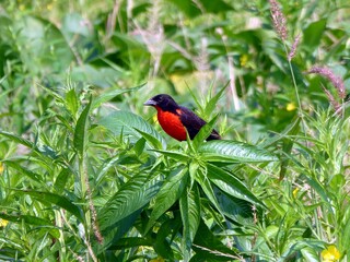 The red-breasted meadowlark  (Sturnella militaris) is a passerine bird in the New World family...