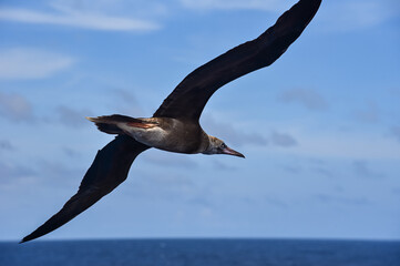Seabird Masked, Blue-faced Booby (Sula dactylatra) flying over the blue ocean. Seabird is hunting for flying fish jumping out of the water.