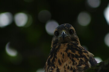 Ave mirando fijamente la camara