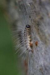 Eichen-Prozessionsspinner