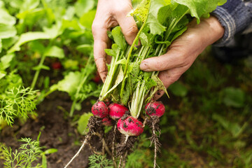 Naklejka na ściany i meble Farmer hands harvesting organic fresh dirty radish harvest in ground in garden