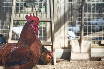 Gallo en el gallinero cresta roja jaula © Hector Milla