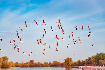Flying Flamingos at Qudra.