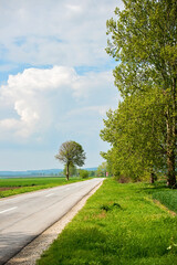 Fototapeta premium A tree by the roadside
