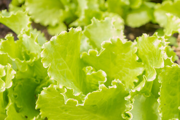 Green lettuce leaves grow in the garden in the summer