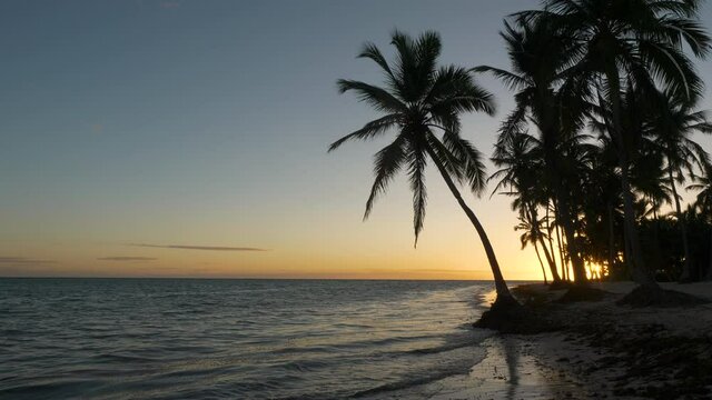 Walking past amazing palm tree during a sunset Punta Cana Dominican Republic gimbal stabilized 4K slowmotion