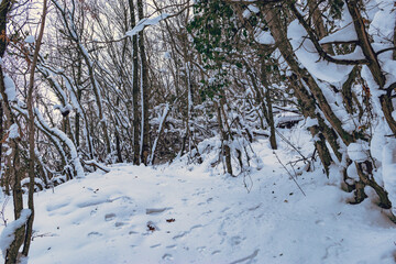 Footprints in the snow in the winter forest in the Caucasus mountains. White snow on the trees.
