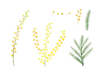 Mimosa flowers set. Watercolor botanical illustration with yellow spring flowers, branches, petals