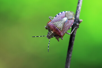 An adult stink bug foraging on plants, North China