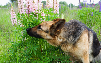 German Shepherd for a walk on a green, summer field among blooming lupines