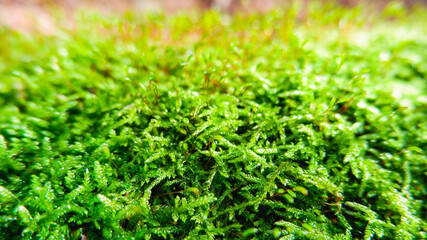 Natural background. Green moss texture close-up with shallow depth of field. Sunlight.