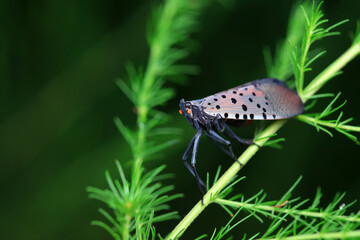 A spotted wax cicada lives in the wild, North China