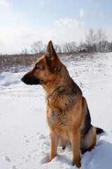German shepherd dog sits on a snowy field on a sunny winter day.