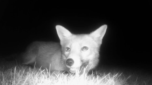 Night vision of a happy, crouched, urban fox (Vulpes).