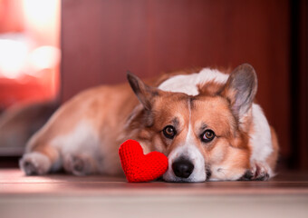 cute portrait of a corgi dog lies on the floor next to the symbols of love knitted with scarlet hearts