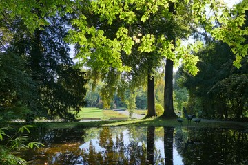 Sun beams shining through a tree in Belvoirpark, Zurich, Switzerland