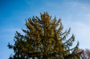 Obraz premium trees against sky