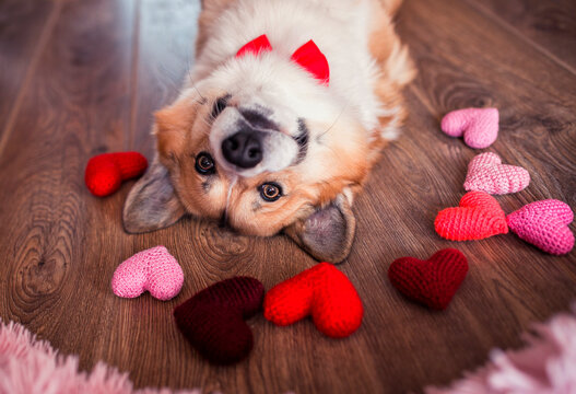 cute portrait of a corgi dog puppy lies on the wooden floor among the scarlet and pink hearts