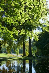 Sun beams shining through a tree in Belvoirpark, Zurich, Switzerland