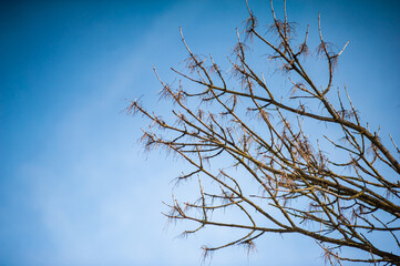 Tree branches in spring on a background of blue sky
